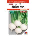カブ種子　耐病ひかり　L5000粒　【タキイ種苗】【野