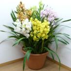 シンビジューム特大ミックス寄せ5種...