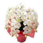  фотокаталитический большой колесо . бабочка орхидея белый 5шт.@..L подтверждение 