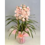 シンビジューム‘愛子様’アイコサマ...