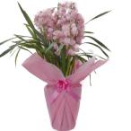 シンビジュームピンク直立7本立ち豪...