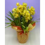 シンビジュームイエロー豪華バージョ...