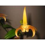 . орхидея рассада Bulb.lobbii bar bo filler m.. лобби 