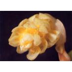 . орхидея рассада Bulb.bittnerianum bar bo filler m.. bit ne задний nam