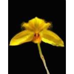 . орхидея рассада Bulb.aestivale 'No3' bar bo filler m..aschibare*No.3*