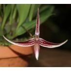 洋蘭苗　Bulb. nitidum バルボフィラム属.ニチダム　