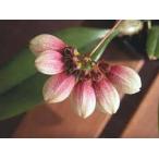 . орхидея рассада Bulb.lepidum 'Lindi' bar bo filler m..repi dam ' Lynn ti*'