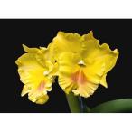 . орхидея рассада Rlc.Haadyai Delght' Bangprom Gold' AM/AOS Lynn ko rely okatoreya. - Jai *te свет ' bump ром * Gold '