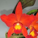 洋蘭苗　Rlc.Imperial Topaz'Yellow' x S.coc…