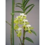 . орхидея рассада Den.uniflorumtendorobium. Uni флора m