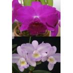 . орхидея рассада Lc.Imperial Wings 'Noble' SM/JOGA XC. CandyTuft 'Taffy'