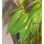洋蘭苗 Pleurothallis.tridentata プレウロタリス.ト…