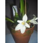 Max.alba maxi la задний .. Alba 