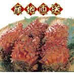 岩手県産 天然活ほや 1kg (3〜4個) 殻付き 産地直送 岩手 種市 産直 三陸 新鮮 殻つき  ...