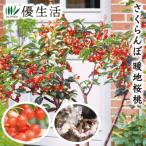  вишня . земля Sakura персик 1 pot 