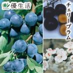  Cherry слива 1 pot 