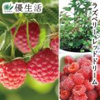  малиновый Dream 1 pot 