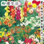  лето ~ осень .. луковица наслаждение упаковка 100 лампочка 