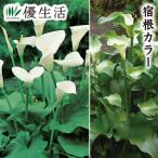 . корень цвет 2 вид 2 АО 