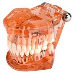 歯の模型、歯の変性のための1個の歯の歯の歯の模型実演研究、オレンジ