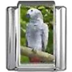 Stylysh Charms Parrot Bird Photo Italian 9mm Link BI210 Fits Traditional Cl