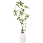FJ フェイクグリーン 観葉植物 ギンモクセイ セラミックポット [中・小型] 高さ66cm 0.74kg グリーン [41133]