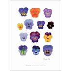 北欧ブランド デンマーク A4 アート ポスター ボタニカル 植物画 花 フラワー おしゃれ カラフル  KOUSTRUP &amp; CO. - Pansy flowers パンジーの花
