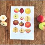 北欧ブランド デンマーク A4 アート ポスター ボタニカル 植物画 フルーツ 果物 オシャレ  KOUSTRUP &amp; CO. - Apples りんご