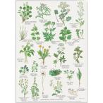 北欧ブランド デンマーク A4 アート ポスター ボタニカル 植物画 ハーブ 草花  おしゃれ   KOUSTRUP &amp; CO. - EDIBLE WILD PLANTS 食用野生植物