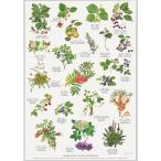 北欧ブランド デンマーク A4 アート ポスター ボタニカル 植物画 フルーツ 果物 おしゃれ KOUSTRUP &amp; CO. - EDIBLE WILD FRUITS 食用可能な野生果実