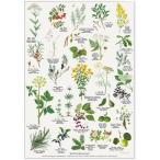 北欧ブランド デンマーク A4 アート ポスター ボタニカル 植物画 花 フラワー おしゃれ  KOUSTRUP &amp; CO. - HERBS FOR SCHNAPPS シュナップスのハーブ