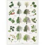 北欧ブランド デンマーク A4 アート ポスター ボタニカル 植物画 グリーン 木  おしゃれ  KOUSTRUP &amp; CO. - Trees in summer &amp; winter 夏と冬の木