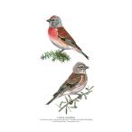 北欧ブランド デンマーク A4 アート ポスター ボタニカル 野鳥 鳥 バード おしゃれ KOUSTRUP &amp; CO. - Common linnet ムネアカヒワ