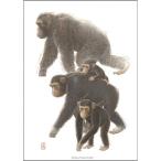 北欧ブランド デンマーク A4 アート ポスター 動物 動物園 図鑑 おしゃれ   KOUSTRUP &amp; CO. - Chimpanzee チンパンジー