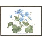 北欧ブランド デンマーク A4 アート ポスター ボタニカル 花 フラワー ナチュラル おしゃれ KOUSTRUP &amp; CO. - Blue anemone アネモネ
