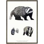 北欧ブランド デンマーク A4 アート ポスター 動物 アニマル おしゃれ   KOUSTRUP &amp; CO. - Badger アナグマ
