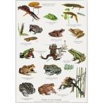 北欧ブランド デンマーク A4 アート ポスター リアル 図鑑 おしゃれ   KOUSTRUP &amp; CO. - Frogs, toads and salamanders カエル ヒキガエル サンショウウオ