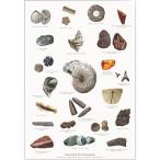 北欧ブランド デンマーク A4 アート ポスター 化石 石 標本 図鑑 ポスター おしゃれ KOUSTRUP &amp; CO. - FOSSILS (FOSSILER) 化石