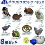  Okinawa префектура производство товар ограниченное количество мир природа . производство акрил подставка фигурка все 8 вид ga коричневый nature Technica la- letter pack почтовый сервис отправка тщательный распродажа 