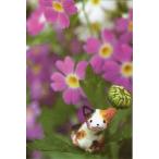  открытка цвет фотография Seisuke кошка . цветок сообщение карта mail открытка 