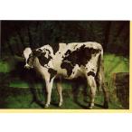  поздравительная открытка многоцелевой корова серии GLOBAL COW корова серии корова цвет фотография сообщение карта 