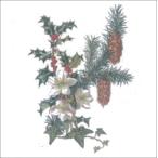 グリーティングカード クリスマスカード クリスマスの花 メッセージカード 封筒付き 白