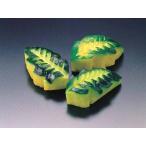  юг .. лист 50 входить ( примерно 3×5×2cm/ штук юг . тыква умение ) [ рефрижератор ]