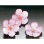  дайкон холод слива 50 входить ( диаметр примерно 3.5×0.5cm/ штук дайкон контейнер . уксус тест .......... упаковка включено :720g) [ рефрижератор ]