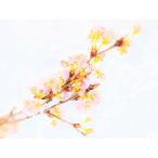  Aichi производство Sakura. цветок ... имеется Sakura. ветка ( Sakura. цветок Sakura. ветка ..... Sakura. цветок дисплей ) [ рефрижератор ]