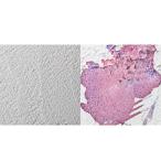 ksakabe бумага .. таблица на данный момент возможен водный jeso Pal p основа . глаз 100ml