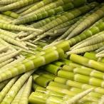 [THE TIME,.ZIP!. брать вверх .. сделал l2024 отчетный год в продаже ] Kochi префектура 4 person бамбук. вода . лед .1kgl 4 person бамбук бамбук. . побеги бамбука takenoko. осень . вода . сырой 