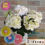 母の日 2022 花鉢 紫陽花 ホワイト 八重咲き 逸品 プレゼント 80代 70代 60代 花とスイーツ 選べる ギフト 豪華 上品 アジサイ 白 キレイ 金平糖 コンペイトウ