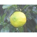 книга@ yuzu кожа. красивый M шар L шар смешивание 24 шт и больше yuz джем,.. уксус для!