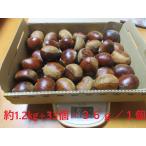 柚木産 大栗「岸根（がんね）」約1.2ｋｇ：栗きんとん、渋皮煮用 生産者直送：ヤマト宅急便コンパクト！